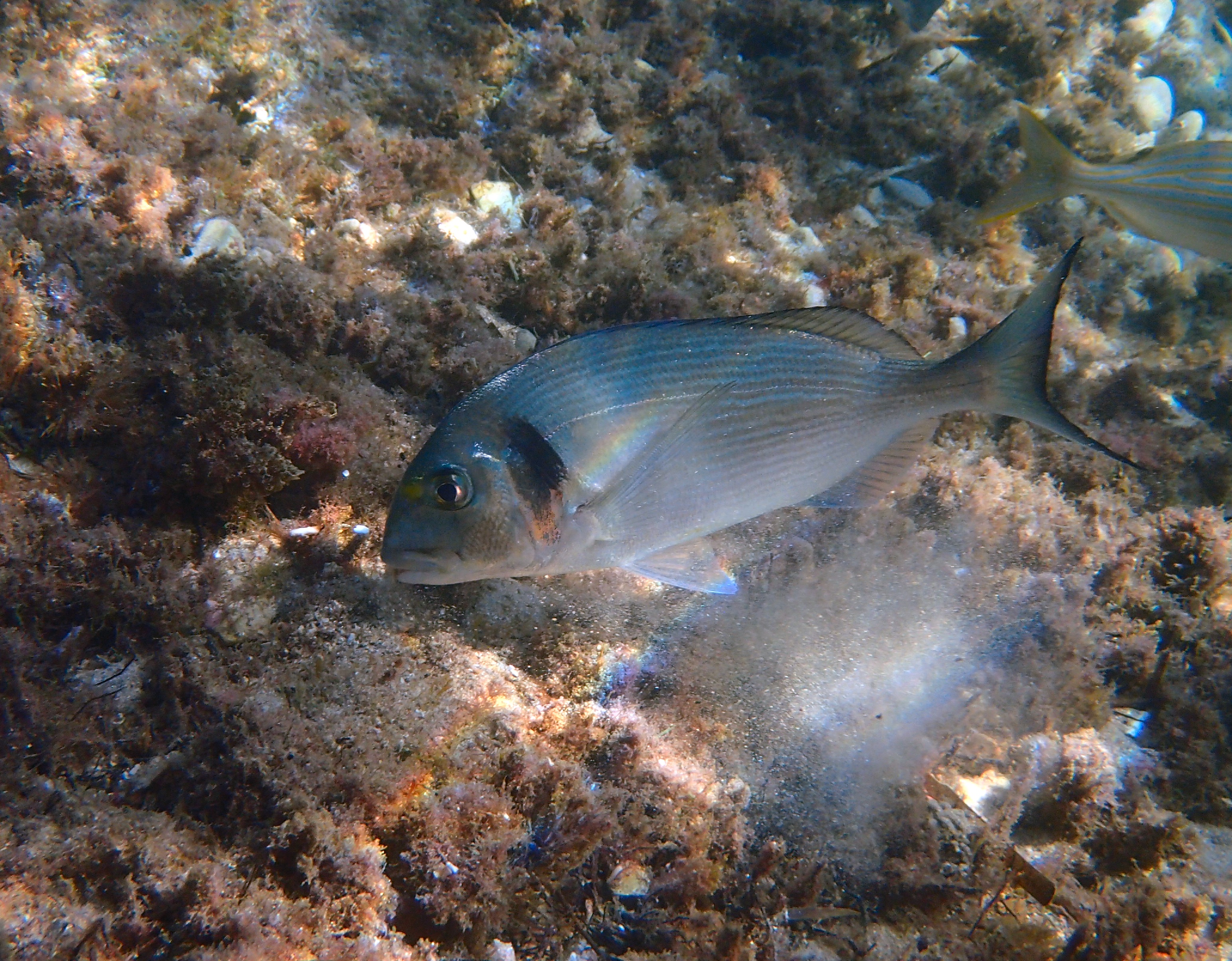 La réserve marine du Cap Rousset le 29-10-2019 Cap-Rousset-27-10-2019-dorade-royale-remuante-low