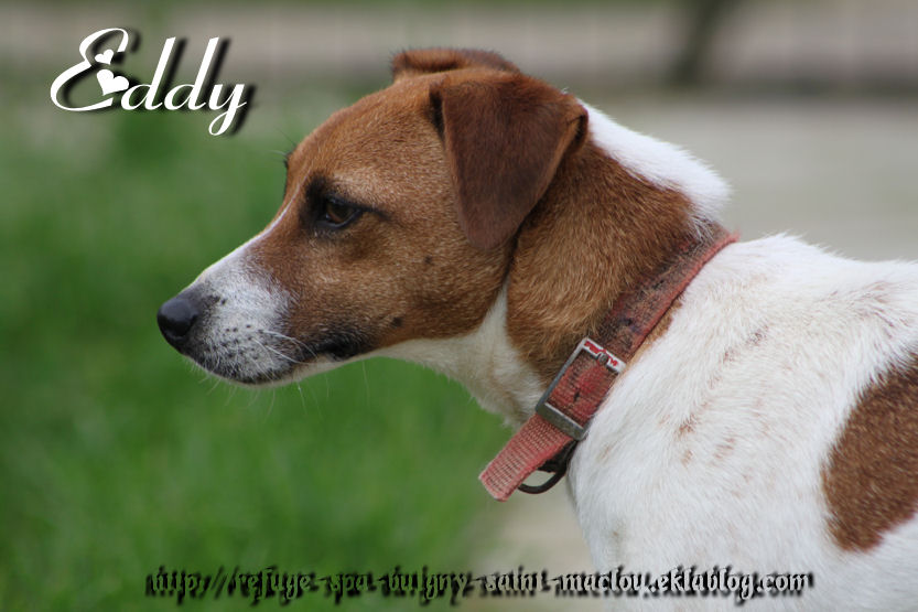 EDY - jack russel 9 ans   (5 ans de refuge) - Refuge de Ponthieu Marquenterre (80) EiPGiSaslVrhIh3XE52sWOvf_HE