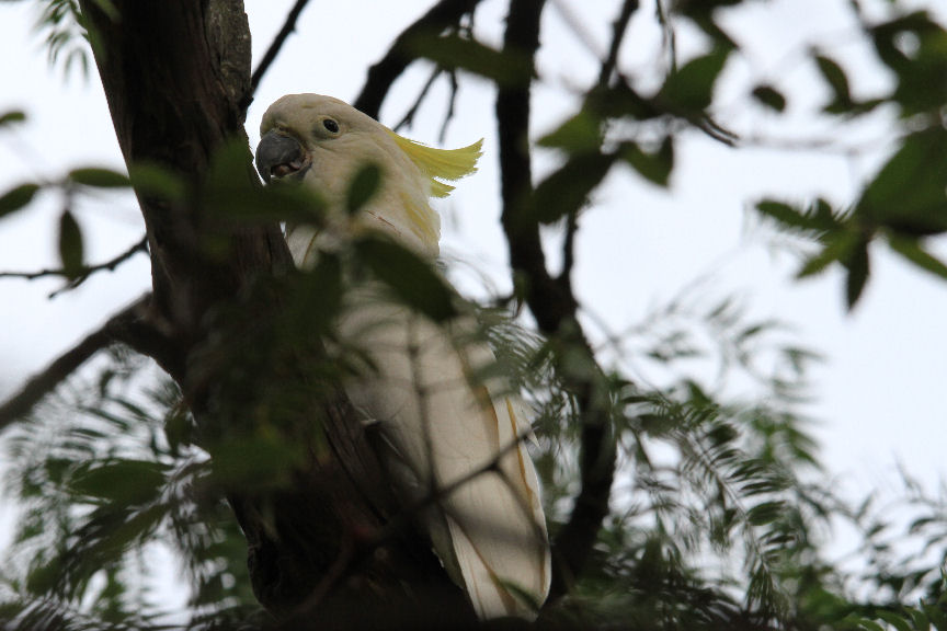 Cacatoès à Huppe Jaune (Sulphur-crested Cockatoo) NSW Australie Gc97krvBKAbpfU5lPtHu_WgSTNo