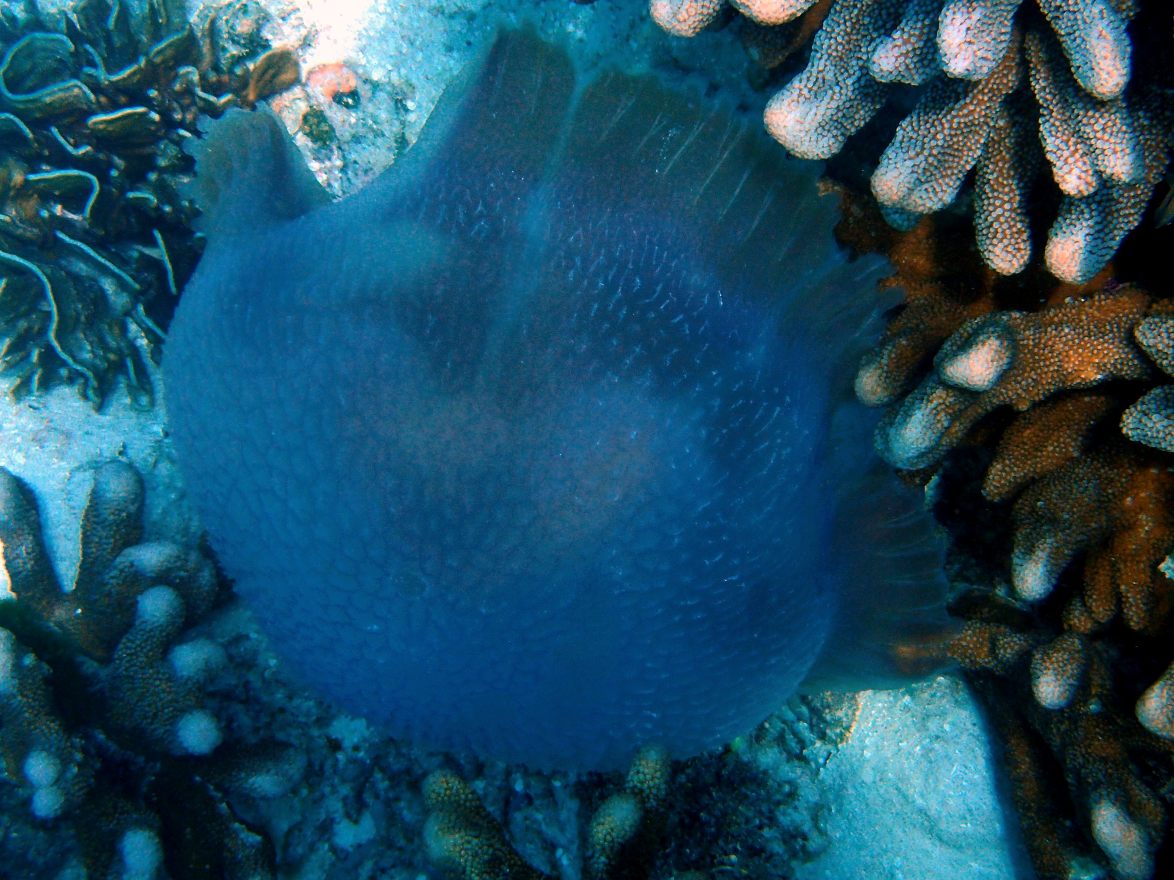 Lycra suffisant contre les méduses ? Similan-13-04-2017-meduse-low