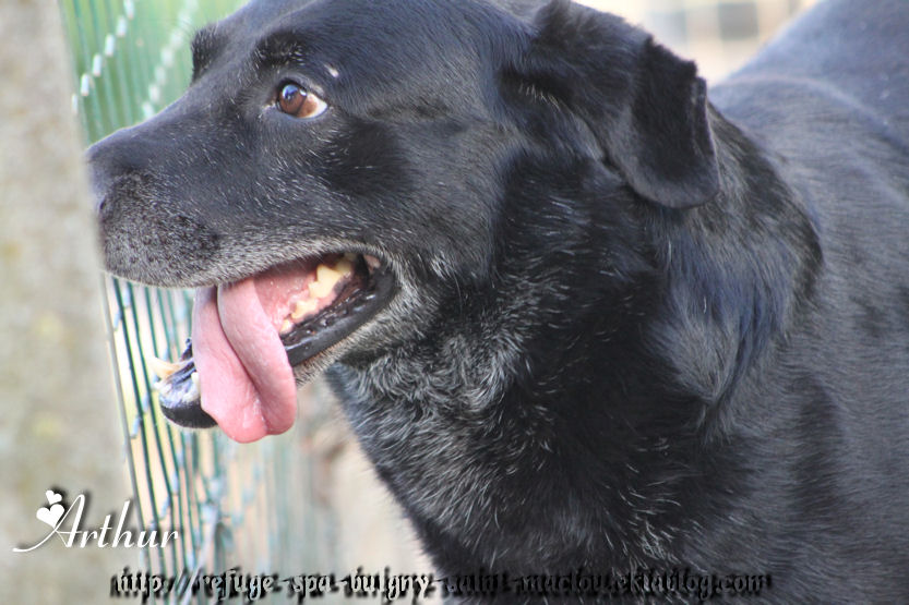 ARTHUR - x labrador 10 ans - Refuge de Ponthieu Marquenterre (80) J8p_0zGp9PSvXXyQEHa7hSbKRMQ