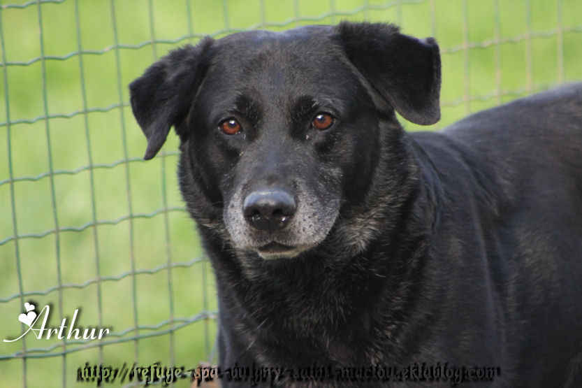 ARTHUR - x labrador 10 ans - Refuge de Ponthieu Marquenterre (80) JXQEPpmgfPV6pOWXwCuh7nqG17E