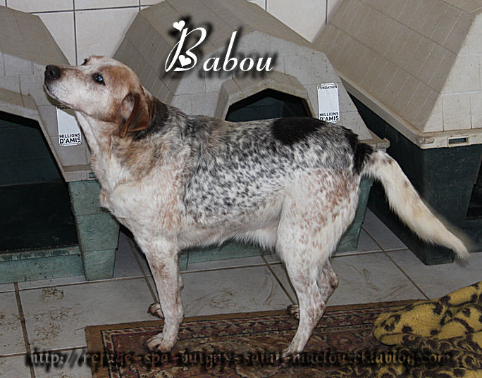 BABOU croisé Epagneul/Labrador 7 ans  -  Refuge de PONTHIEU MARQUENTERRE (80) NSIsOXgQLY-UmqsR12bpilTGgqA