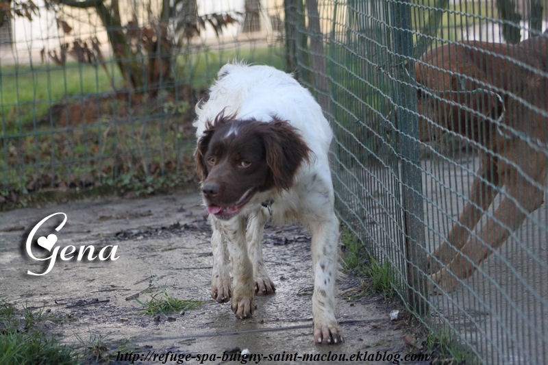 GENA - x springer 3 ans - Refuge de Ponthieu Marquenterre (80) O5uhNpCwz4Hb9acBT5m0b-OUxhA