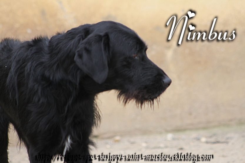 NIMBUS - x griffon  4 ans  - Refuge de Ponthieu Marquenterre (80) OE6g78BLeW02MTpyk0zwp4Tn2G0