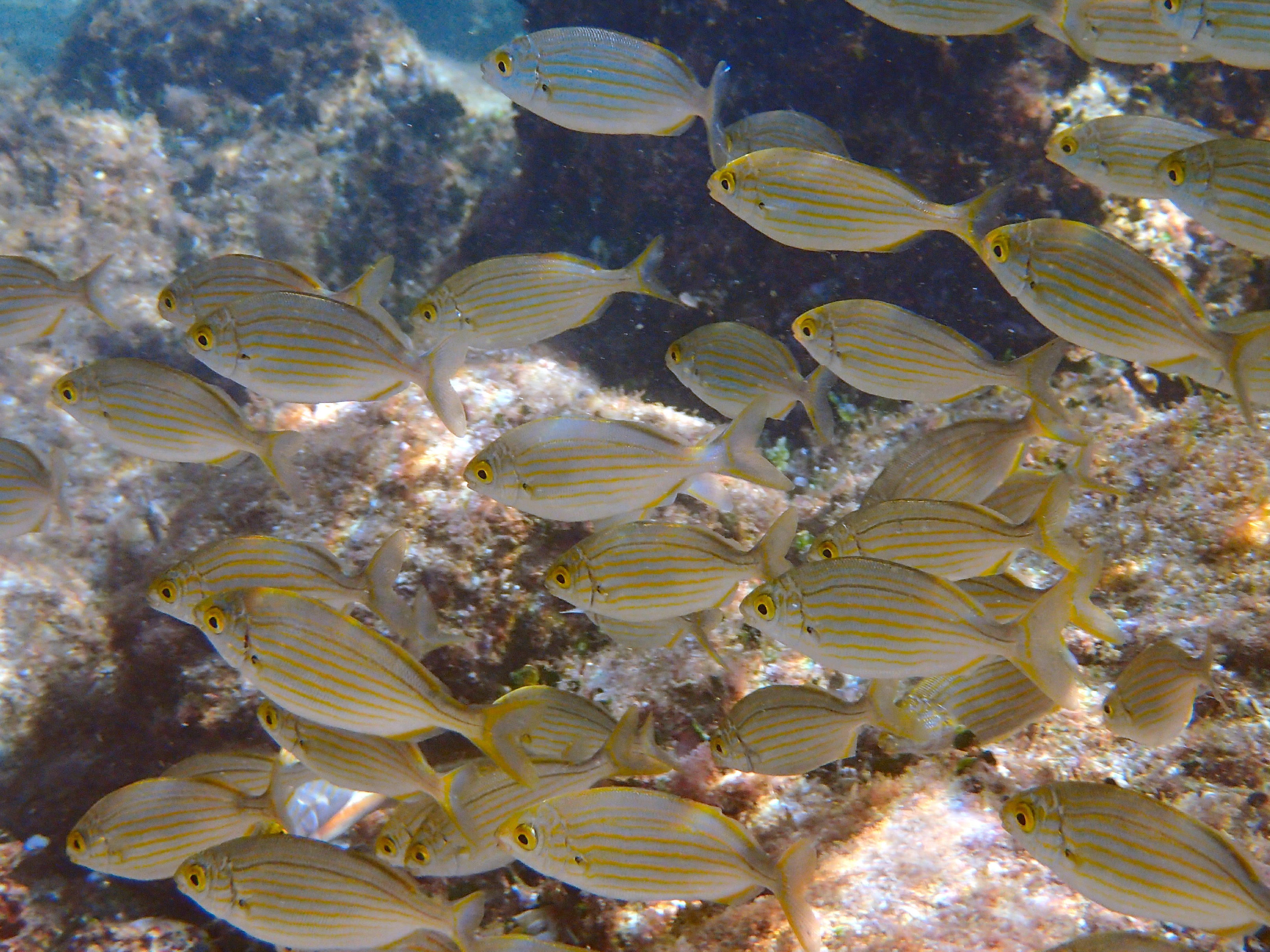 La réserve marine du Cap Rousset le 29-10-2019 Cap-Rousset-27-10-2019-petites-saupes-low