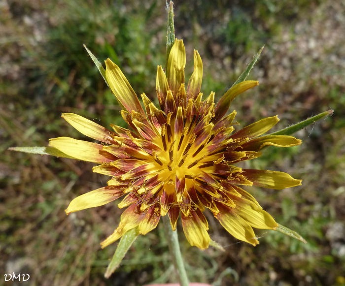 Tragopogon pratensis [identification à confirmer]  TPuK2jT3qGxuUopjujghsuxRhsU