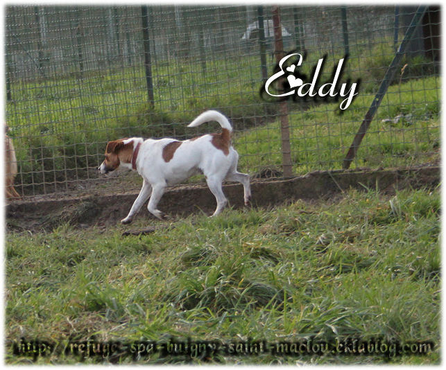 EDY - jack russel 9 ans   (5 ans de refuge) - Refuge de Ponthieu Marquenterre (80) UPf5FeaACi94OWMBBrHpDlvOKIk