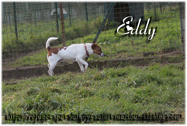 EDY - jack russel 9 ans   (5 ans de refuge) - Refuge de Ponthieu Marquenterre (80) VJo9LjEkaK5XpRTN-J_PLz9kIko