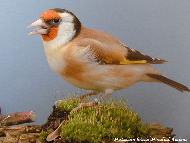 chardonneret major (carduelis carduelis major siberie) Z-Y9y6Gxffo0bhpAvamkw9qWdaA