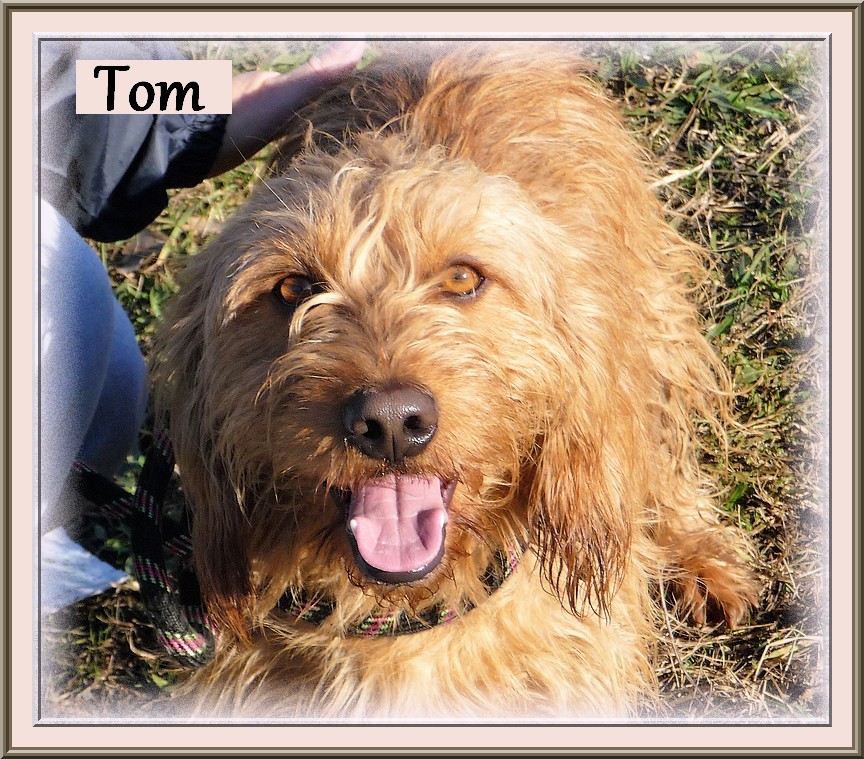 TOMm,  petit griffon (x basset fauve de Bretagne ?)  1 an - Refuge des Berauds à Romans (26) ZOe_YwHloUa6r_6hQJA_lwEtP7o