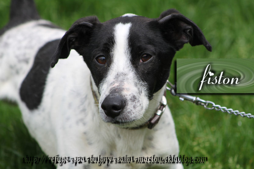 FISTON - jack russel 3 ans - Refuge de Ponthieu Marquenterre (80) Z_djqNMNGvgZw_m7aXaP-aSPbGs