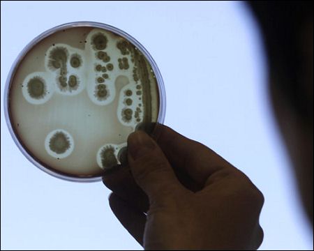 U.S. sees first case of bacteria resistant to all antibiotics Bacterias-photo-Reuters