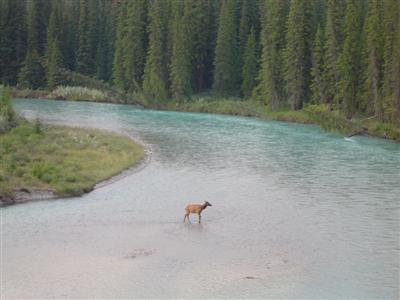 Dark water. Wapiti_dans_la_riviere3