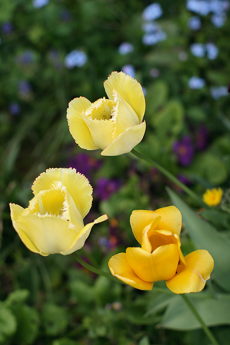 Flore du jardin 3