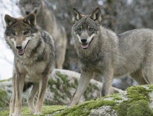 El odio al lobo no entiende de ayudas ni de extinción Img_25467