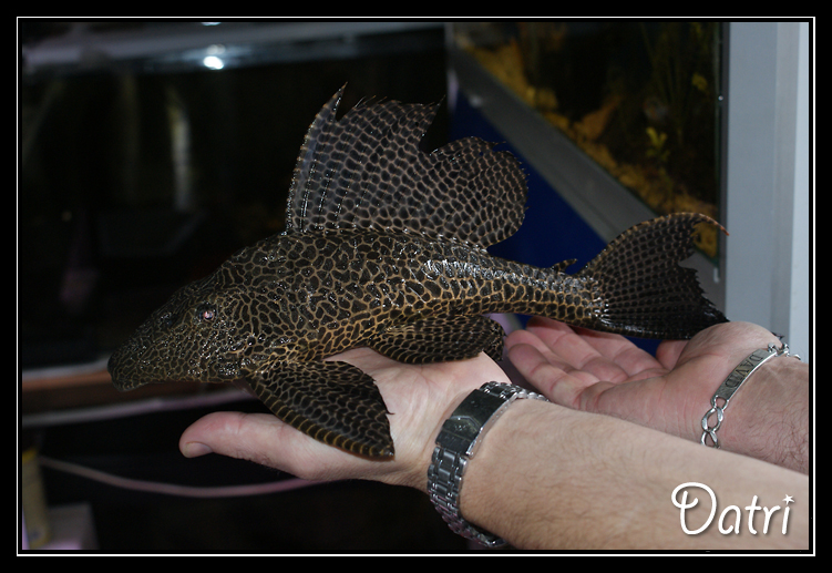 1300 litres pour gros cichlidés américains - Page 4 Gibbiceps