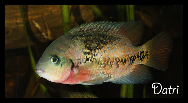 1300 litres pour gros cichlidés américains - Page 4 Bifasciatus2