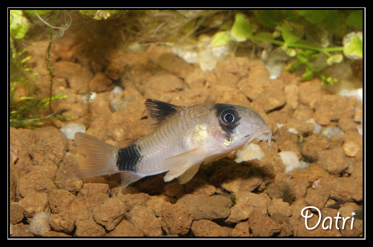 Nouveau bac ===== 900 litres Amazonien - Page 2 Corydoras%20Panda