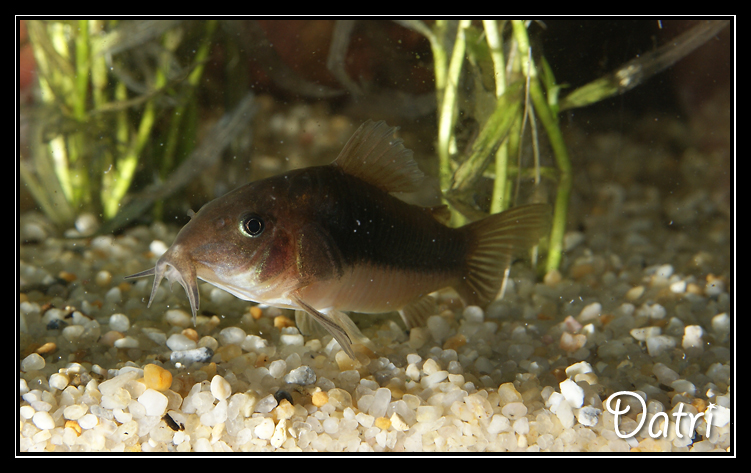 Nouveau bac = 900 litres Amazonien Corydoras%20Aeneus