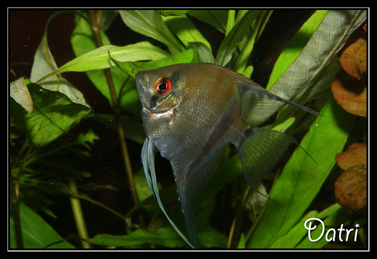 Locataires 900 litres amazonien Datri  Pterophyllum%20scalare%202