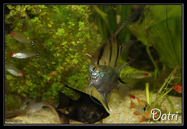 Locataires 900 litres amazonien Datri  Pterophyllum%20scalare%20pastille