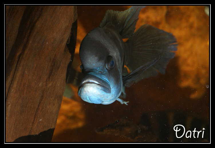 Votre plus vieux poisson maintenu en aquarium Fronto%20copie