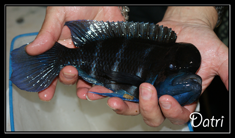 Votre plus vieux poisson maintenu en aquarium DSC07028%20copie