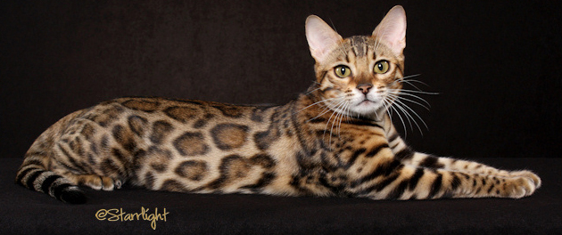 Rouges for Adoption (All adopted) Bengal-cat-05