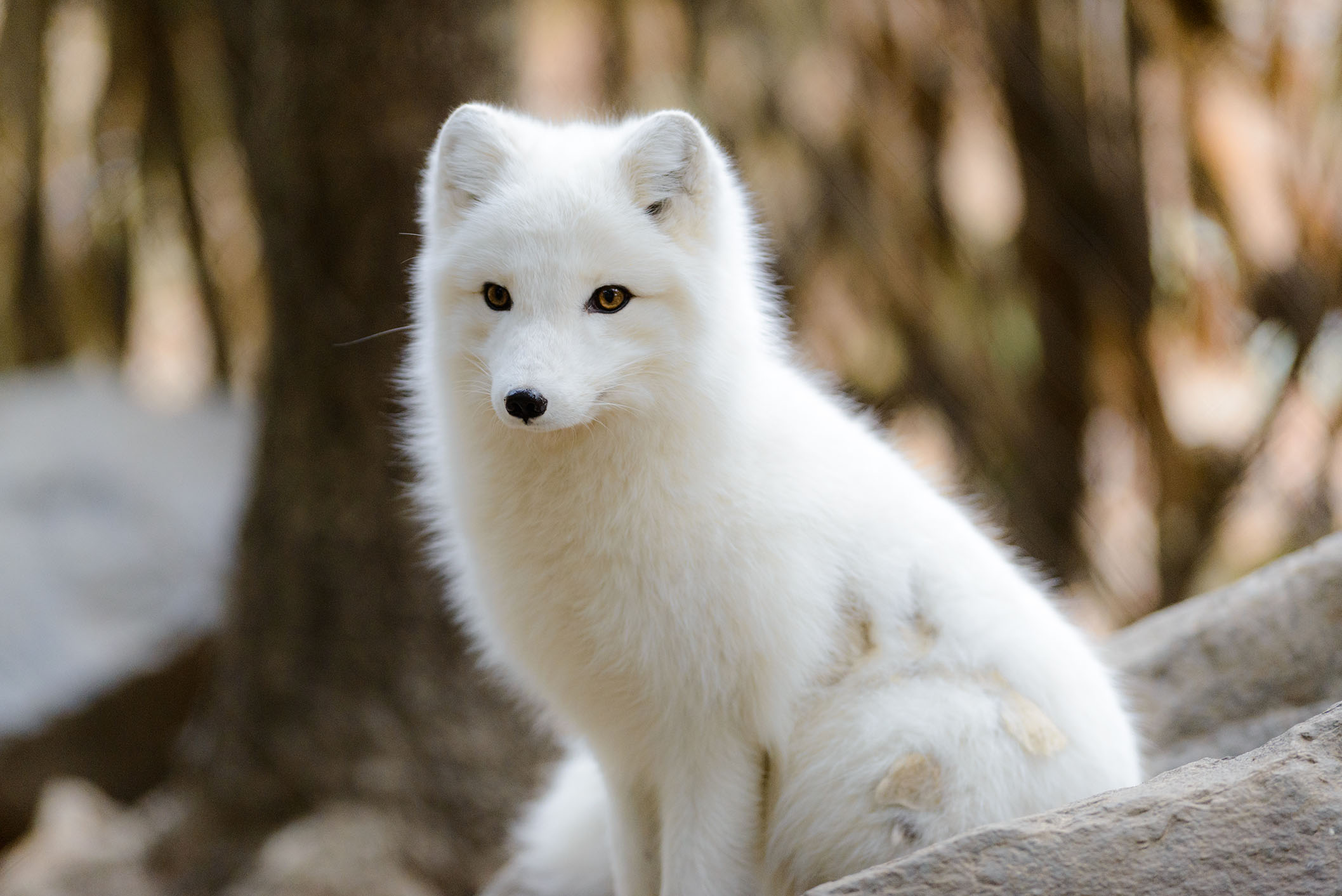 Dark Mirror Arctic-fox-02