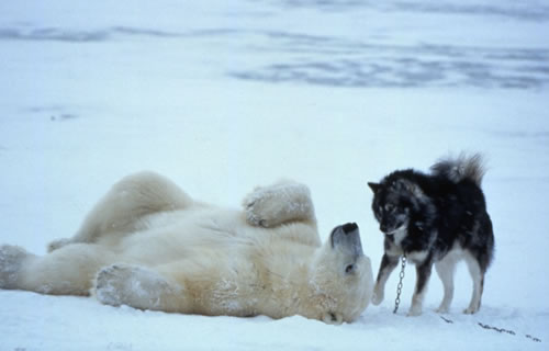 mustang et damon Polar_bear_husky_dog_playing_1