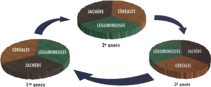 La culture du blé Ble_Triennale