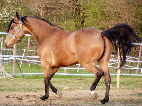 Les chevaux du Haras Jument%20QH%20isabel