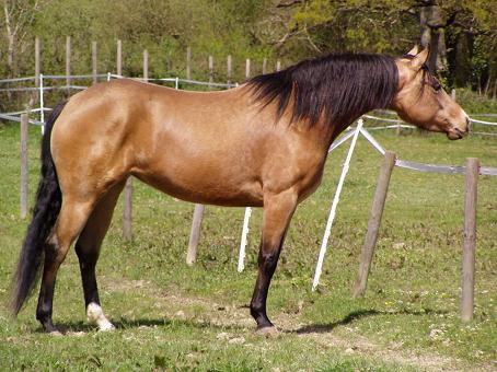 Espoir ( appartient a Nathalie) Jument%20QH%20isabelle%20IV