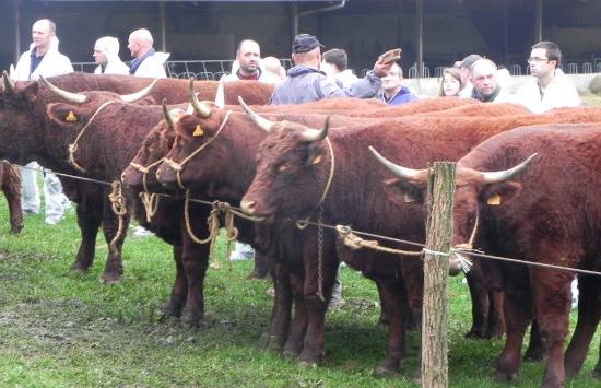 Blog Sycomoréen : le mouvement naturellement énergique ! - Page 3 Visite_GAECVP_Salon