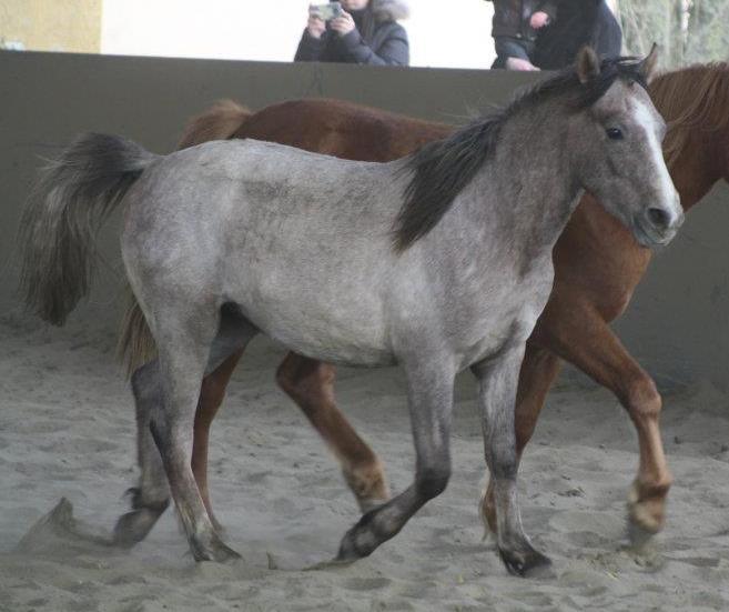 Poney C de sport polyvalent (59) 2012-22