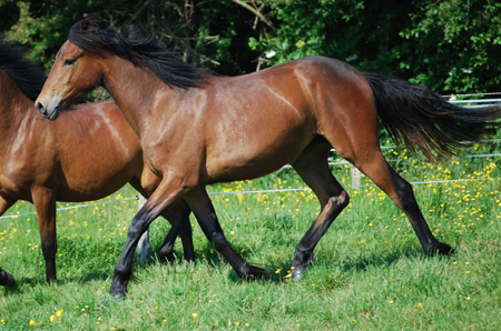 Pouliches 2008 et 2009, hongre 2007 Upper0509