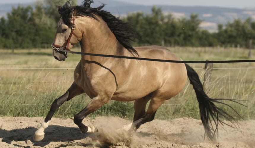 On ne renonce jamais aux chevaux(photo,vidéo)+LE PUR-SANG-LUSITANIEN Tan01