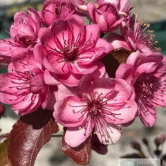 Lục Bát Hoa ĐV - Page 45 Thumb-malus-yunnanensis-upright-red-crabapple-588c36fd52171