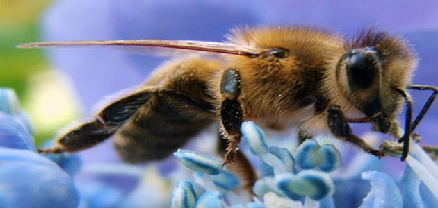 ASEGURAN QUE LA EXTINCION DE LAS ABEJAS ES UN SIGNO DEL FINAL DEL MUNDO Honey-bee