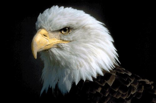 La emblemática águila calva estadounidense “levanta el vuelo” en Florida Bold-eagle