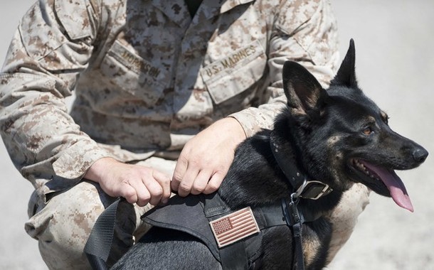 Perros lobo vigilan a los reclusos en una de las cárceles más duras de EEUU Perro-Lobo