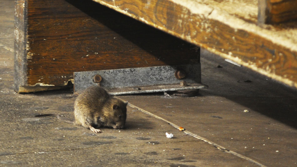 Fracasa el control de ratas en Nueva York Rats-ny