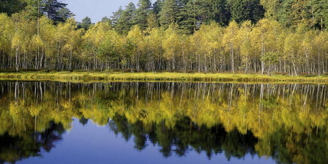 El Bosque de Białowieża en Polonia, el último bosque virgen de Europa Img332