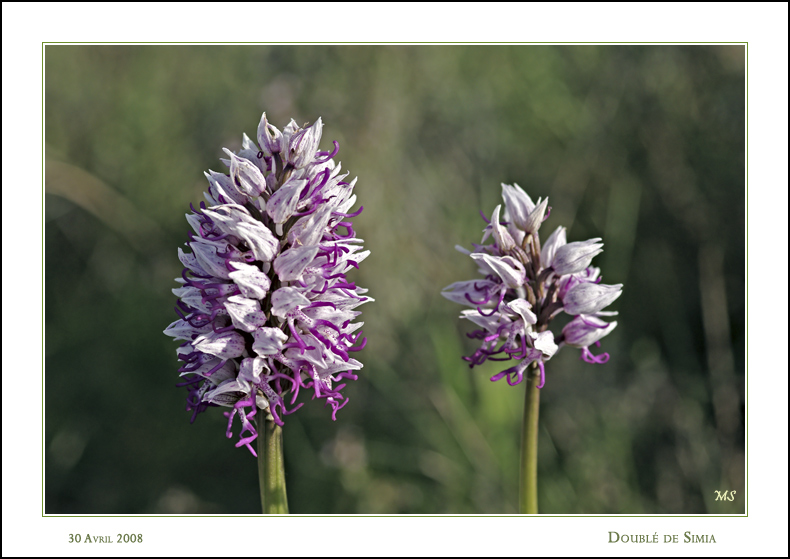 orchis simia 30%20avril%202008%20doubl%e9%20de%20simia%20289