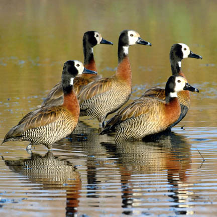 موسوعة الطيور Waterfowl