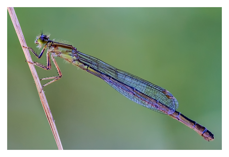 Agrion série Ag801