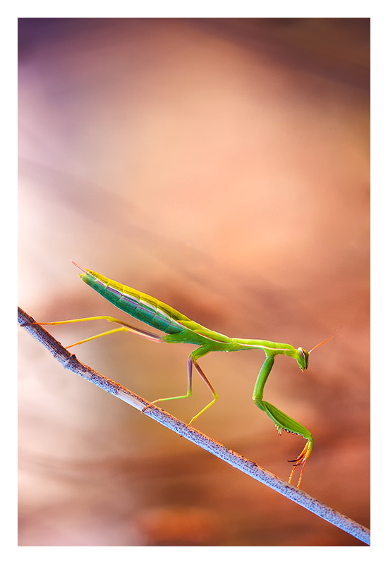 La belle verte Mantis