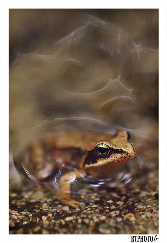 Maitre grenouille : l'artiste Romgren