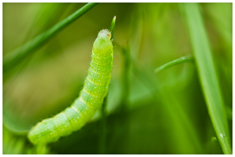 Tout de vert vêtu Vert